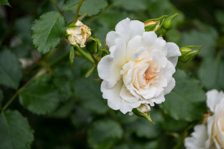 Rose flower closeup. Shallow depth of field. Spring flower of white rose.の写真素材