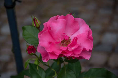 Rose flower closeup. Shallow depth of field. Spring flower of pink roseの写真素材