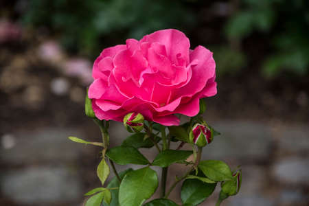 Rose flower closeup. Shallow depth of field. Spring flower of pink roseの写真素材