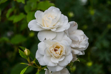 Rose flower closeup. Shallow depth of field. Spring flower of white rose.の写真素材