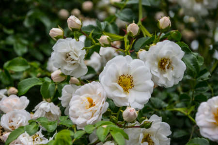 Rose flower closeup. Shallow depth of field. Spring flower of white rose.の写真素材