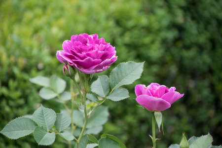 Rose flower closeup. Shallow depth of field. Spring flower of pink roseの写真素材