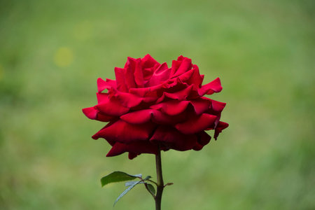 Rose flower closeup. Shallow depth of field. Spring flower of red rose