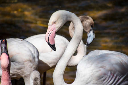 American Flamingo. The American flamingo (Phoenicopterus ruber) is a large species of flamingo also known as the Caribbean flamingoの写真素材