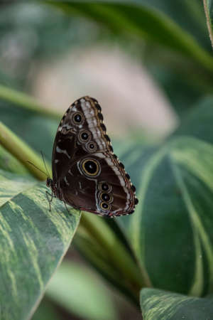 Blue morpho butterfly or the emperor, morpho peleides resting on a flower with his beautiful big wings.の写真素材