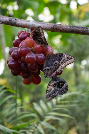 Blue morpho butterflies or the emperor, morpho peleides resting on grapesの写真素材