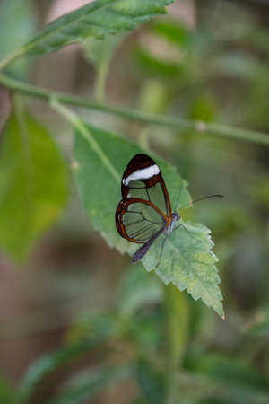 The transparent wings of Greta oto, the glass-winged butterfly (Metona grandiosa)の写真素材
