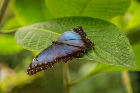 Blue morpho butterfly or the emperor, morpho peleides resting on a flower with his beautiful big wings.の写真素材