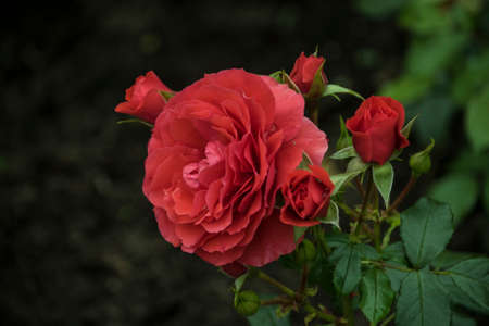 Rose flower closeup. Shallow depth of field. Spring flower of red roseの写真素材