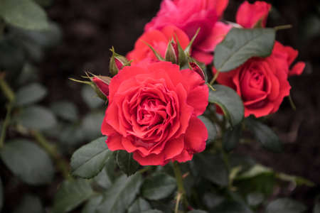 Rose flower closeup. Shallow depth of field. Spring flower of red roseの写真素材
