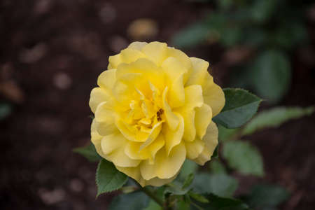 Beautiful big yellow rose on blured background. Yellow rose on the bush. Delicate rose macro.の写真素材