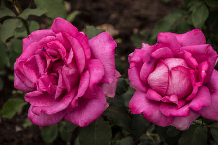 Rose flower closeup. Shallow depth of field. Spring flower of pink roseの写真素材