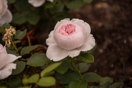 Rose flower closeup. Shallow depth of field. Spring flower of white rose.の写真素材