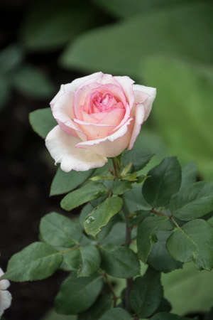 Rose flower closeup. Shallow depth of field. Spring flower of pink roseの写真素材