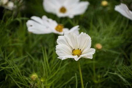 Summer flower white cosmos flower - in Latin Cosmos Bipinnatusの写真素材