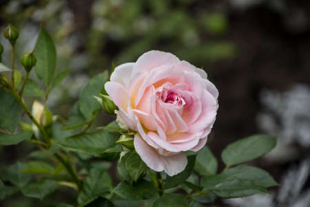Rose flower closeup. Shallow depth of field. Spring flower of pink roseの写真素材