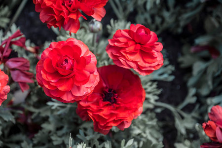 Flowers Asian Buttercup Ranunculus. Beautiful bouquet of orange Ranunculus in the spring garden