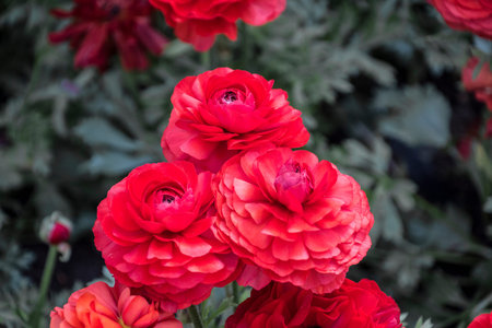 Flowers Asian Buttercup Ranunculus. Beautiful bouquet of orange Ranunculus in the spring garden