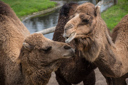 The Bactrian camel, Camelus bactrianus is a large, even-toed ungulate native to the steppes of...