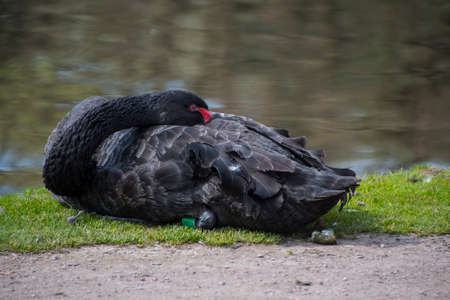 Black swan, Cygnus atratus wild bird relaxing on grass. Australian black swan close up portrait