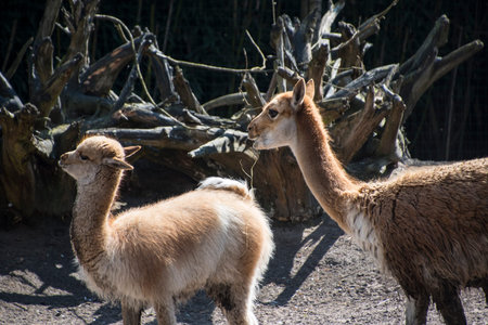Vicuna mother with child. Vicuna is one of the two wild animals in the camel family in Peru, South America.の写真素材