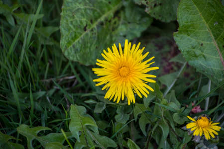 Meadow with dandelion flowers. Field flowers. Wild flowers.の写真素材