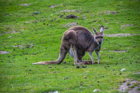 Red kangaroo (Macropus rufus) is the largest of all kangaroos, the largest terrestrial mammal native to Australiaの写真素材