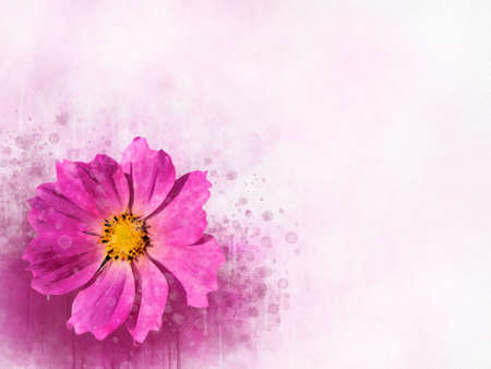 Watercolor painting of pink cosmos flower - in Latin Cosmos Bipinnatus. Letter headの写真素材