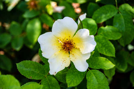 Yellow Scotch Rose flower in the garden. Latin: rosa laevigata or rosa spinossima.の写真素材