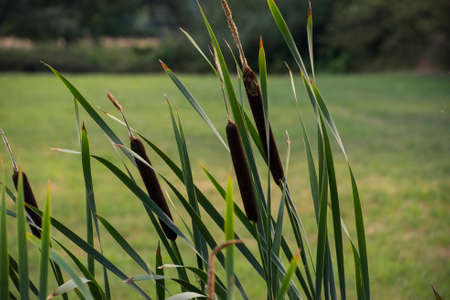 Close up of a typha plant. Copy space, nature background.の写真素材