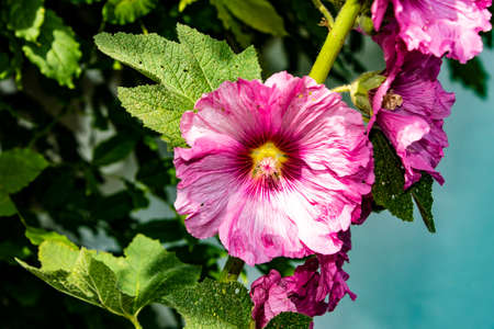 Pink flower of common hollyhock (Alcea rosea) in gardenの写真素材