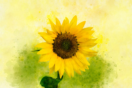 A watercolor drawing of bright golden sunflower, vintage style, botanical artSingle beautiful sunflower with leaves isolated on a white background.の写真素材