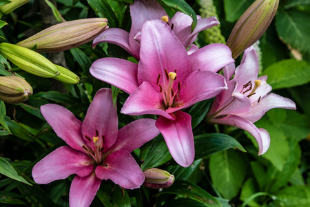 Lily Defender Pink - A pretty soft pink lily with the everpopular oriental fragrance