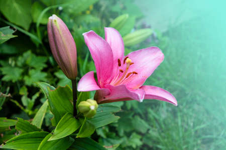 Lily Defender Pink - A pretty soft pink lily with the everpopular oriental fragranceの写真素材