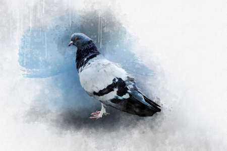 Watercolor painting of a rock dove - bird illustrationの写真素材