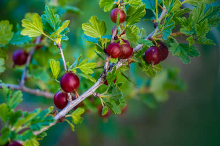 Gooseberries on bush branch. Gooseberries on bush. Gooseberries in garden.の写真素材