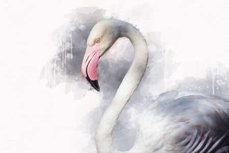 Portret of a Flamingo, watercolor painting. Red flamingo (Phoenicopterus ruber), zoological illustration, hand drawing.の写真素材