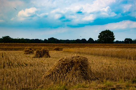 Yellow Wheat Ears Field On Blue Sunny Sky Background. Rich Harvest Wheat Field Fresh Crop Of Wheat.の写真素材
