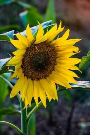 Happy sunflower close up. Yellow petals almost ripe. Beautiful composition in August