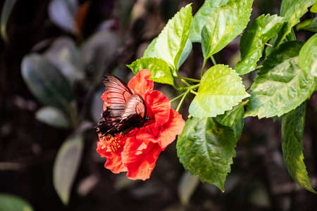 Hardy hibiscus Luna Red flower with butterfly - Latin name - Hibiscus moscheutos Luna Redの写真素材