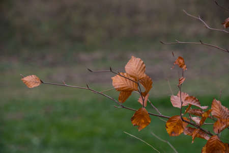 Dead leaf background, dead leaf textures, brown leaves on treeの写真素材