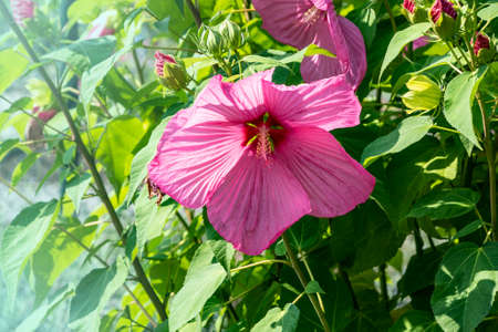 Pink hibiscus flower, also called Chinese rose, Chinese hibiscus, Hawaiian hibiscus. Floral Background. Selective focus.の写真素材