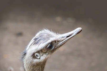 Portrait of a Nandu (Rhea americana), view of neck and head. Photography of nature and wildlife.の写真素材