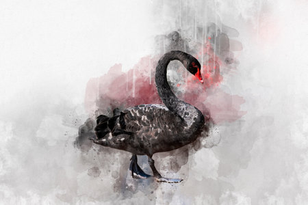 Watercolor illustration of a black swan on a white background. Swan. Watercolor bird.の写真素材