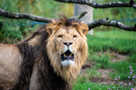 Asiatic lion (Panthera leo persica). A critically endangered species.の写真素材