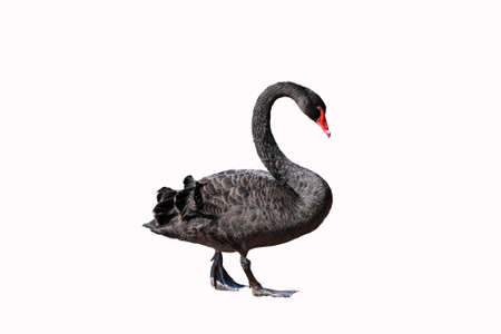 Black swan isolated on white backgroundの写真素材