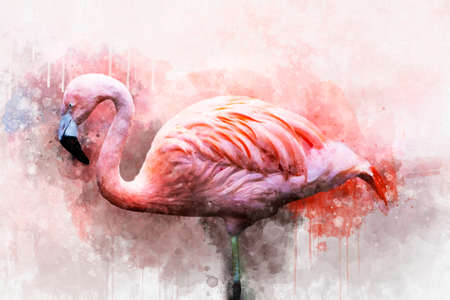 Portret of a Flamingo, watercolor painting. Red flamingo (Phoenicopterus ruber), zoological illustration, hand drawing.の写真素材