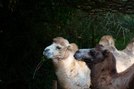 White and brown Bactrian camel, Camelus bactrianus is a large, even-toed ungulate native to the...