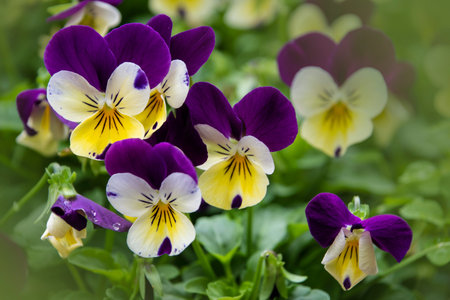 Robust and blooming. Garden pansy with purple and white petals. Hybrid pansy. Viola tricolor pansy...