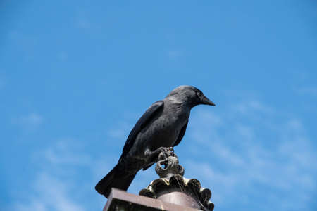 Black crow sits on fence. Wild birds, park, nature protectionの写真素材